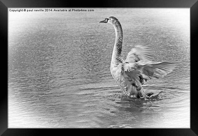 swan Framed Print by paul neville