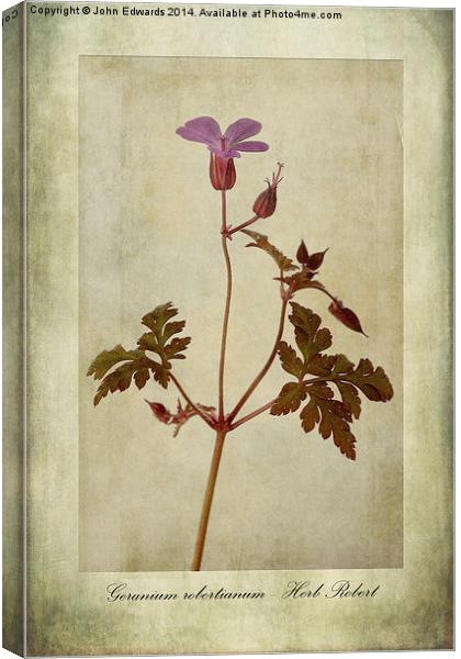 Geranium robertianum Canvas Print by John Edwards