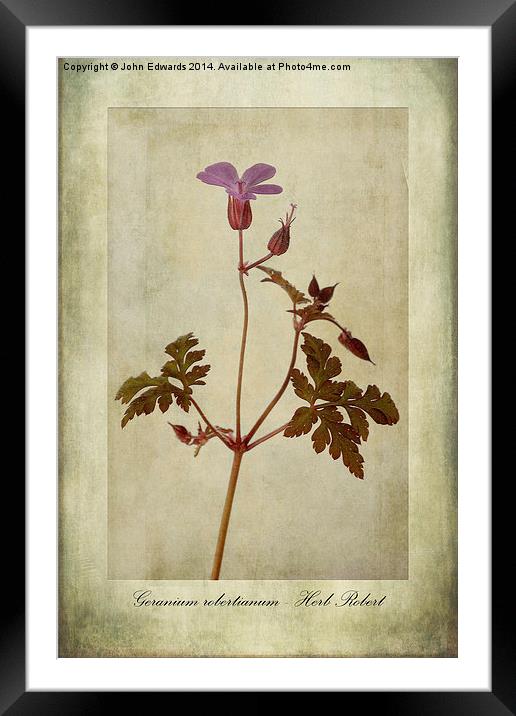 Geranium robertianum Framed Mounted Print by John Edwards