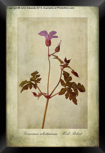 Geranium robertianum Framed Print by John Edwards