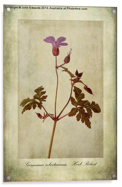 Geranium robertianum Acrylic by John Edwards