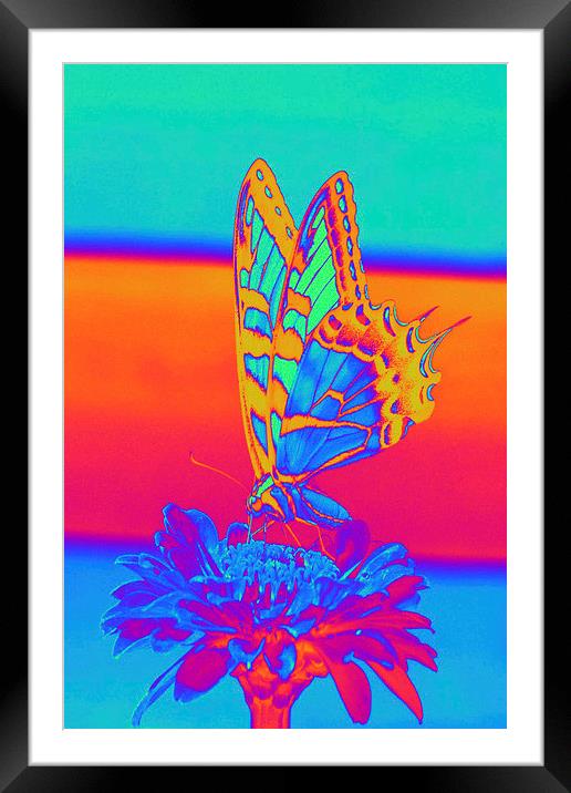 Butterfly Framed Mounted Print by Matthew Lacey