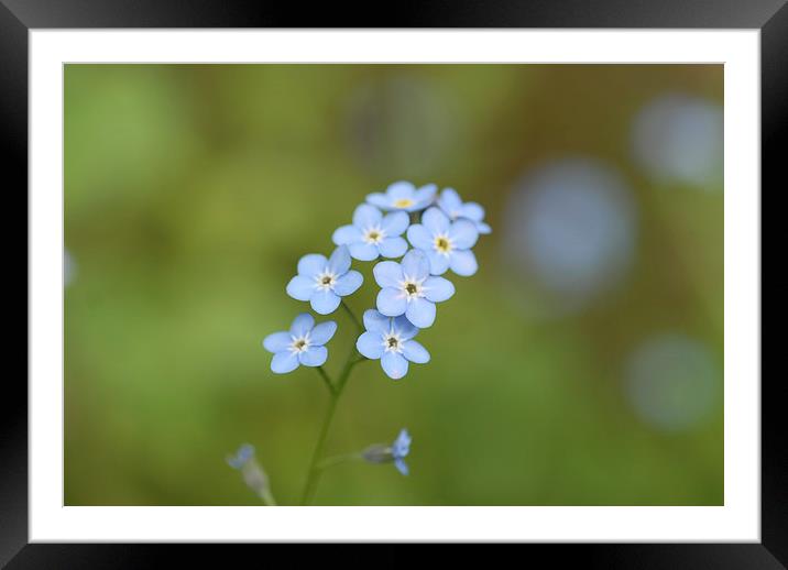 dainty flower Framed Mounted Print by Chris Smith