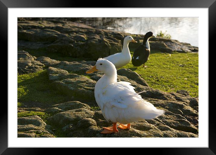 Quack Quack Framed Mounted Print by Chris Smith