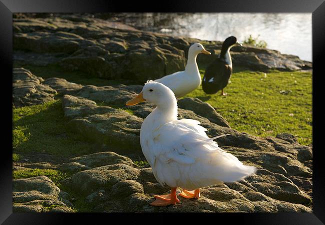 Quack Quack Framed Print by Chris Smith