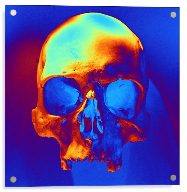 SKULL Acrylic by Matthew Lacey