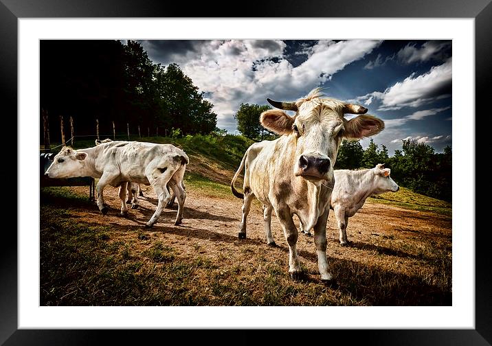 Cows Framed Mounted Print by Guido Parmiggiani