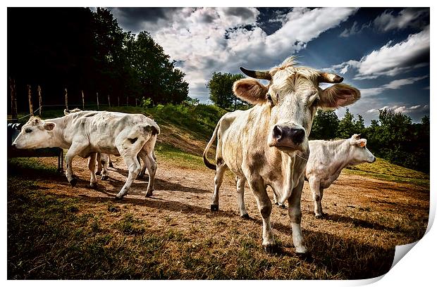 Cows Print by Guido Parmiggiani
