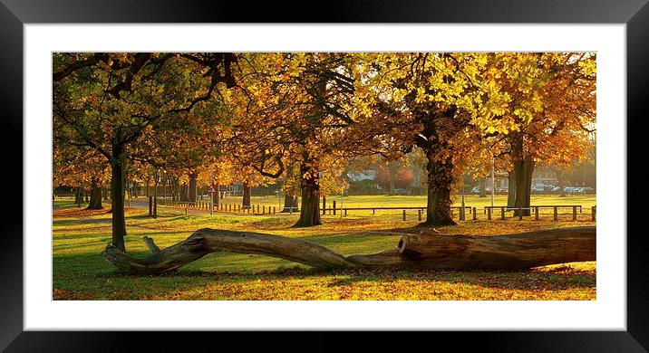 Prospect Park Autumn colours Framed Mounted Print by Mark Hobson