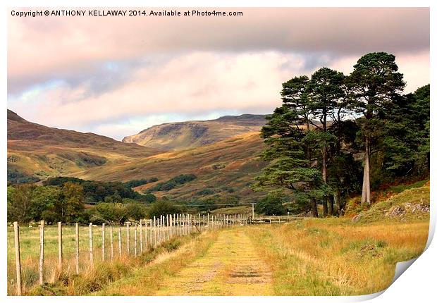 Artornish walk. Print by Anthony Kellaway