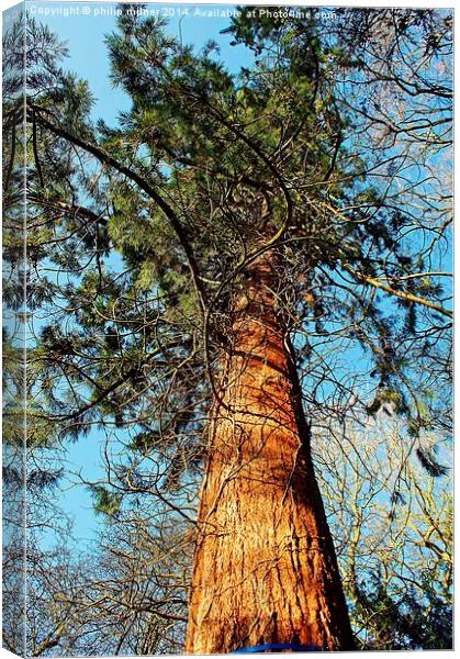 A Tall Pine Canvas Print by philip milner