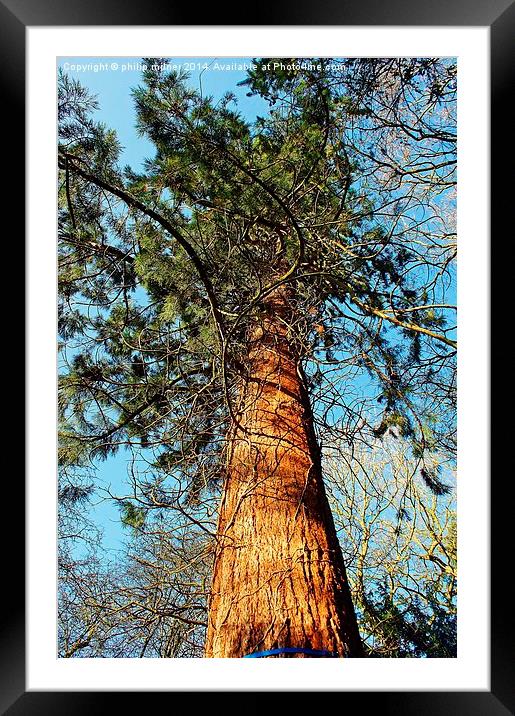 A Tall Pine Framed Mounted Print by philip milner