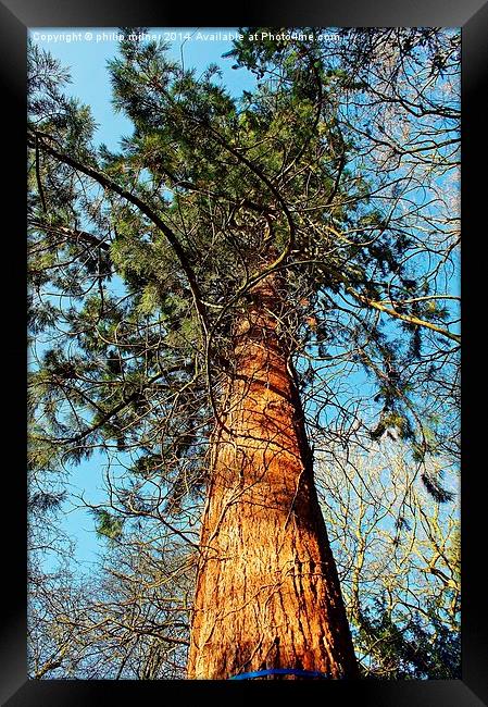 A Tall Pine Framed Print by philip milner