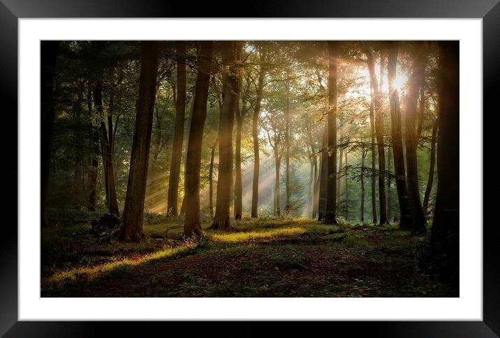 Late Summer Woods Framed Mounted Print by Ceri Jones