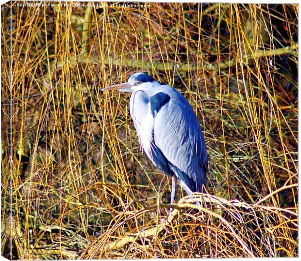 Heron In Willow Tree Canvas Print by philip milner
