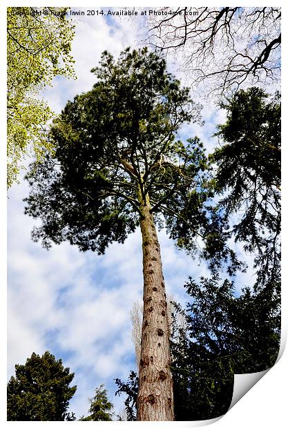 Looking up a Pine Tree to the stars. Print by Frank Irwin