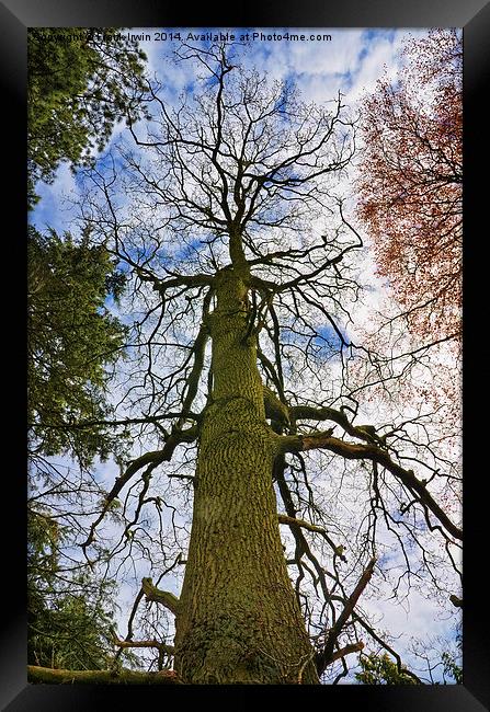 Looking up a Pine Tree to the stars. Framed Print by Frank Irwin