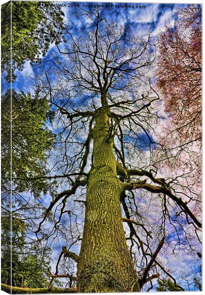 Looking up a Pine Tree to the stars. Canvas Print by Frank Irwin