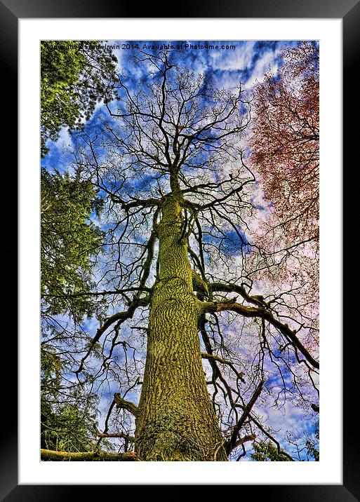 Looking up a Pine Tree to the stars. Framed Mounted Print by Frank Irwin