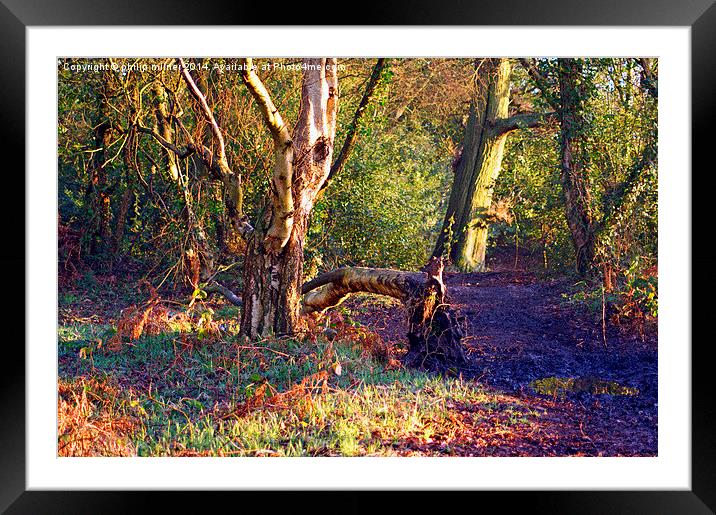 Winter Sunshine In The Woods Framed Mounted Print by philip milner