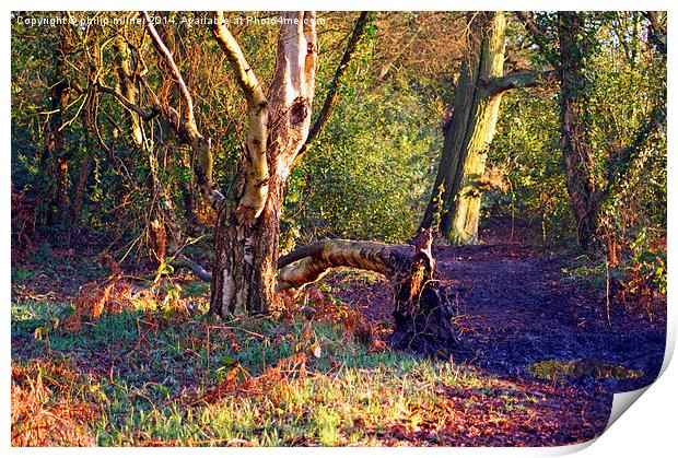 Winter Sunshine In The Woods Print by philip milner