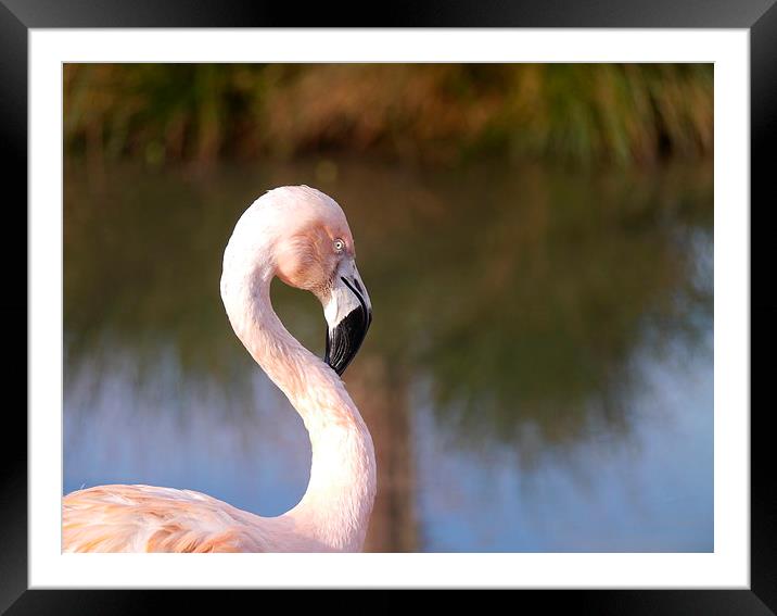 Flamingo Framed Mounted Print by sharon bennett