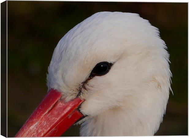 Stork Portrait Canvas Print by sharon bennett