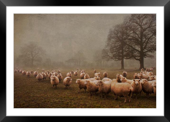 Rush Hour Framed Mounted Print by Dawn Cox