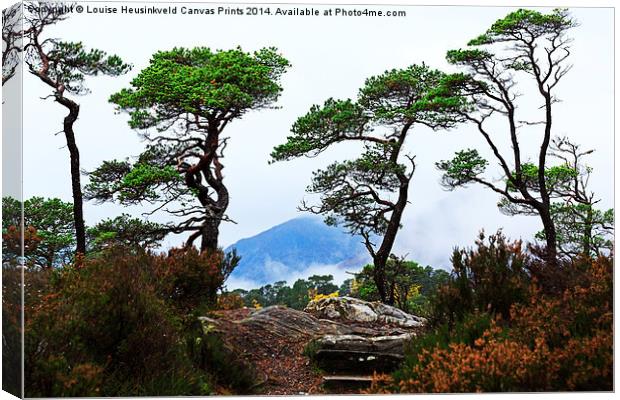 Twisted Pines in Glen Affric Canvas Print by Louise Heusinkveld