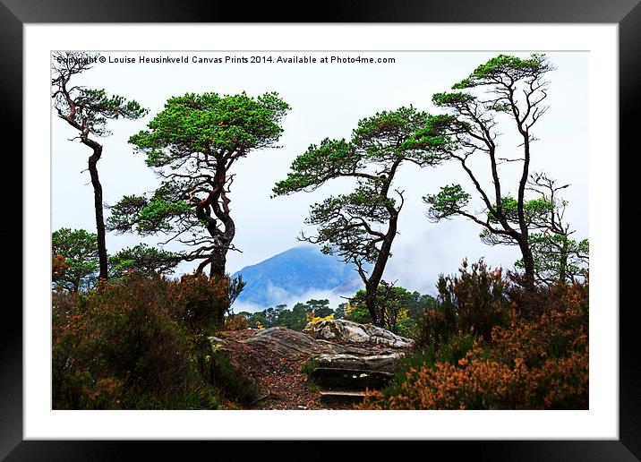 Twisted Pines in Glen Affric Framed Mounted Print by Louise Heusinkveld