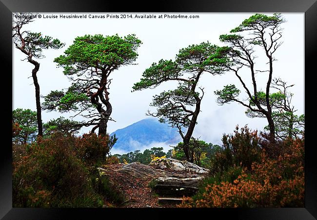 Twisted Pines in Glen Affric Framed Print by Louise Heusinkveld