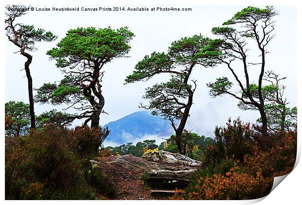 Twisted Pines in Glen Affric Print by Louise Heusinkveld
