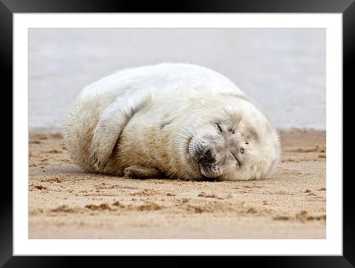 Smiling Seal Pup Framed Mounted Print by Paul Macro