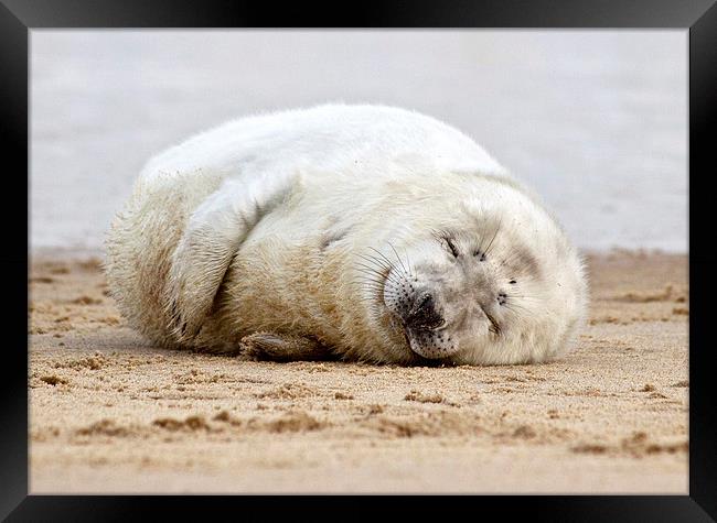 Smiling Seal Pup Framed Print by Paul Macro