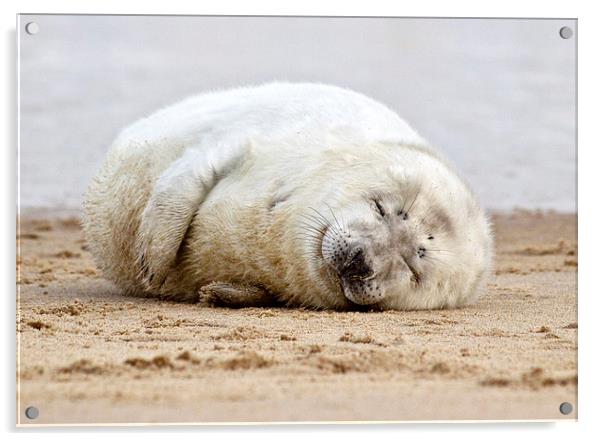 Smiling Seal Pup Acrylic by Paul Macro