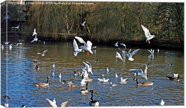 Seagulls Flying And Landing Canvas Print by philip milner