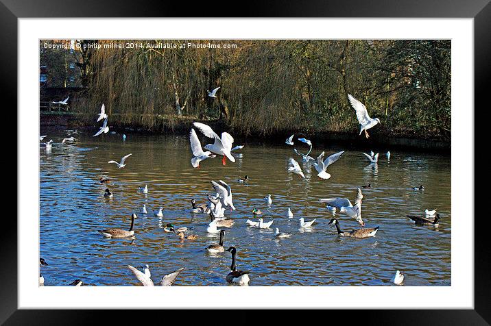 Seagulls Flying And Landing Framed Mounted Print by philip milner