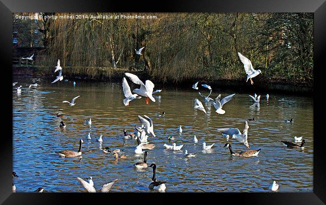 Seagulls Flying And Landing Framed Print by philip milner