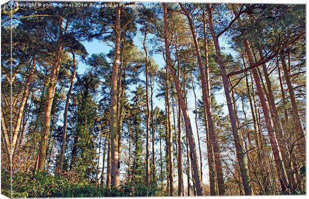 Tall Trees In The Forest Canvas Print by philip milner