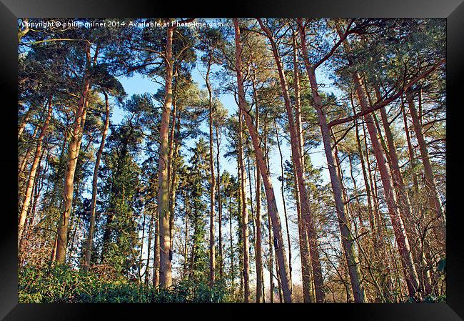 Tall Trees In The Forest Framed Print by philip milner