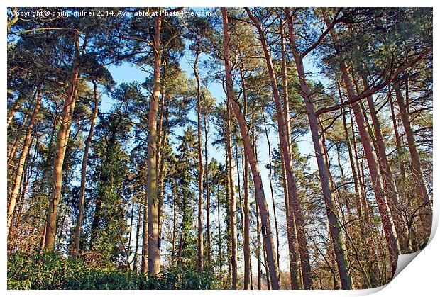 Tall Trees In The Forest Print by philip milner
