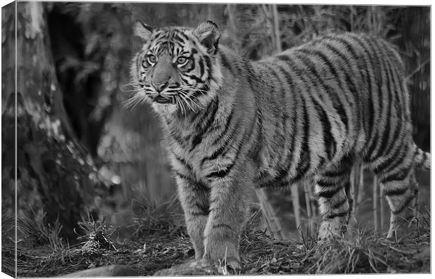 Amur Tiger Cub Canvas Print by Darren Wilkes
