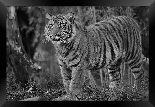 Amur Tiger Cub Framed Print by Darren Wilkes