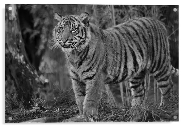 Amur Tiger Cub Acrylic by Darren Wilkes