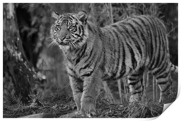 Amur Tiger Cub Print by Darren Wilkes