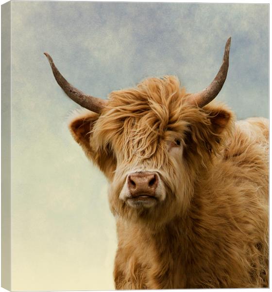 Hairy Highlander Canvas Print by Linsey Williams