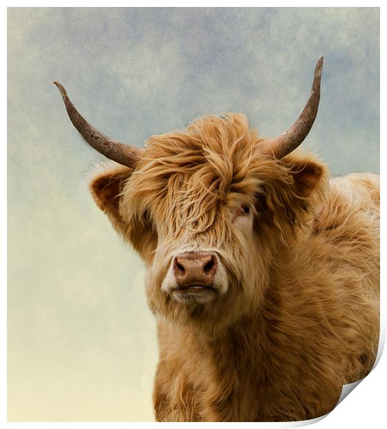 Hairy Highlander Print by Linsey Williams