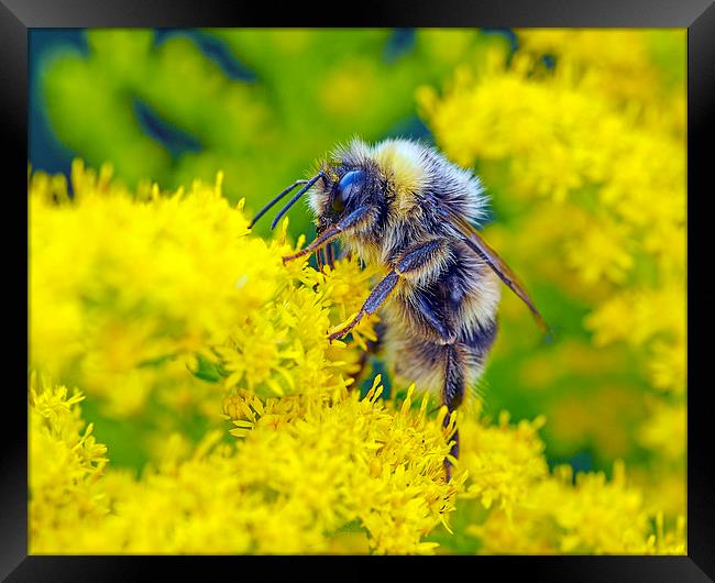 Bee Framed Print by Victor Burnside