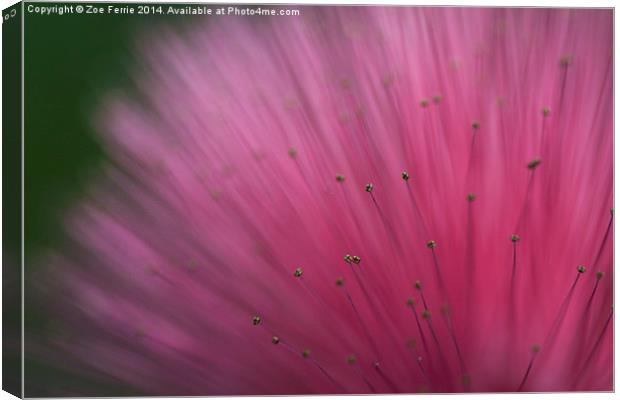 Macro photograph of a Calliandra flower Canvas Print by Zoe Ferrie