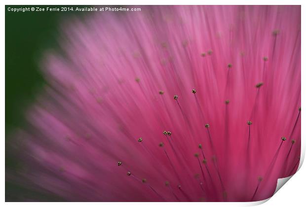 Macro photograph of a Calliandra flower Print by Zoe Ferrie